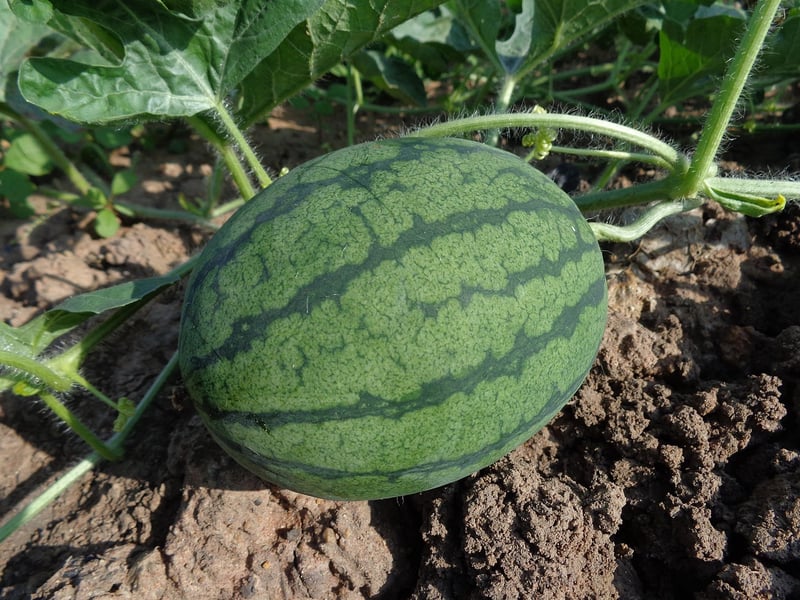 Soil recommendations