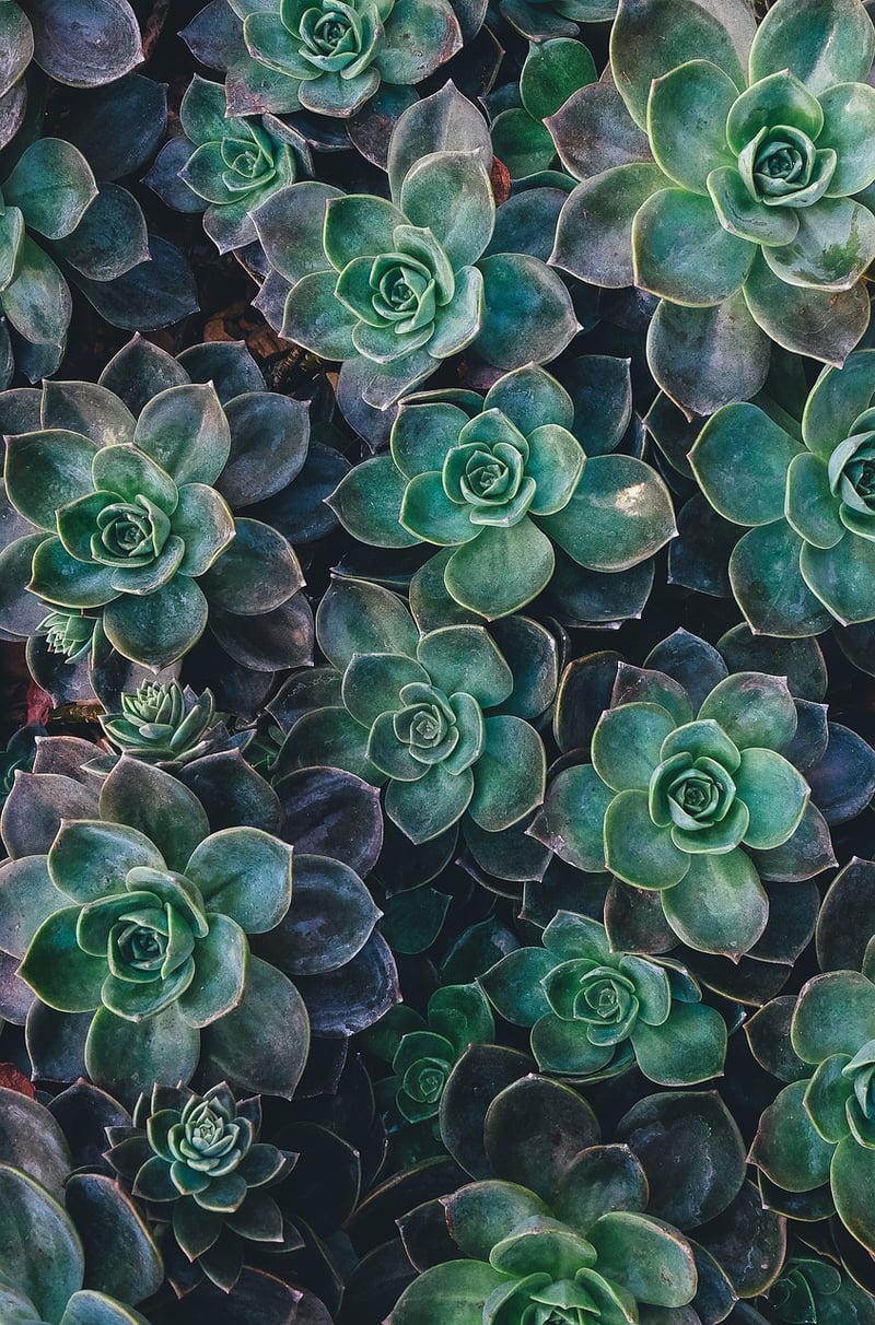 Succulent Tapestry